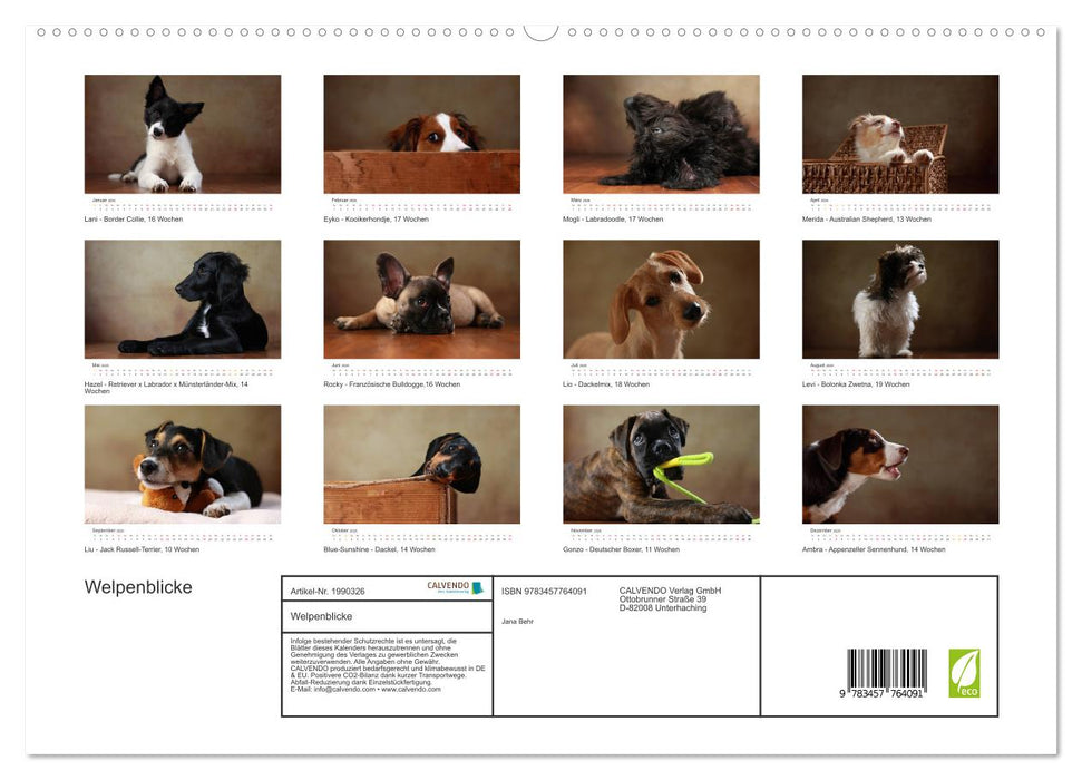 Welpenblicke (CALVENDO Premium Wandkalender 2026)