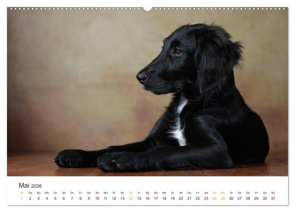 Welpenblicke (CALVENDO Premium Wandkalender 2026)