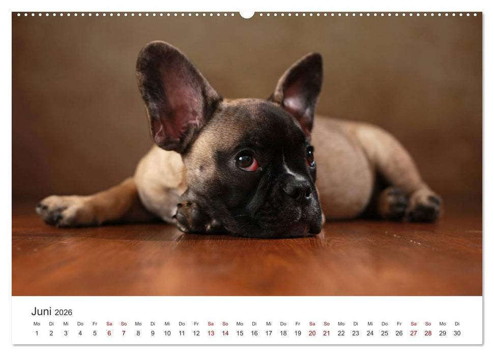 Welpenblicke (CALVENDO Premium Wandkalender 2026)