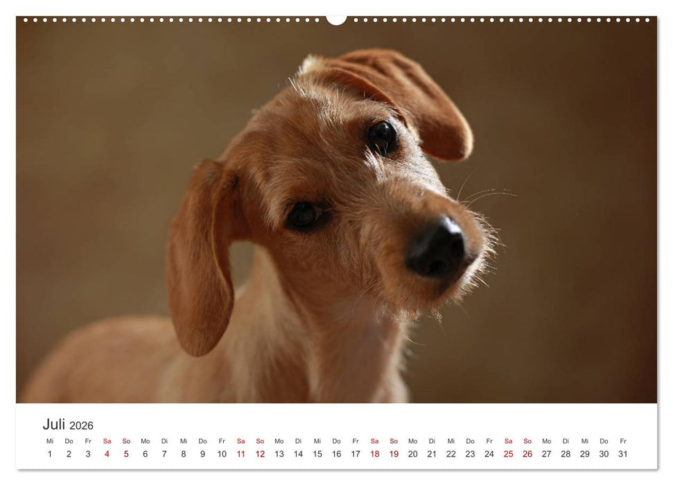 Welpenblicke (CALVENDO Premium Wandkalender 2026)