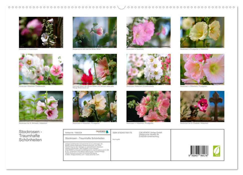 Stockrosen - Traumhafte Schönheiten (CALVENDO Premium Wandkalender 2026)
