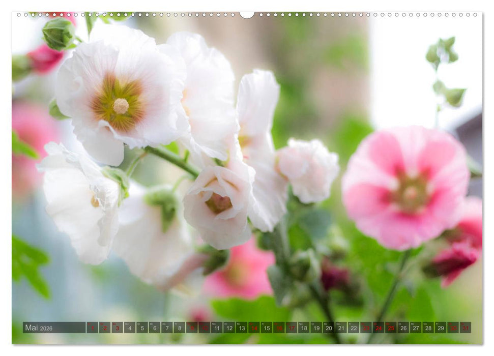 Stockrosen - Traumhafte Schönheiten (CALVENDO Premium Wandkalender 2026)