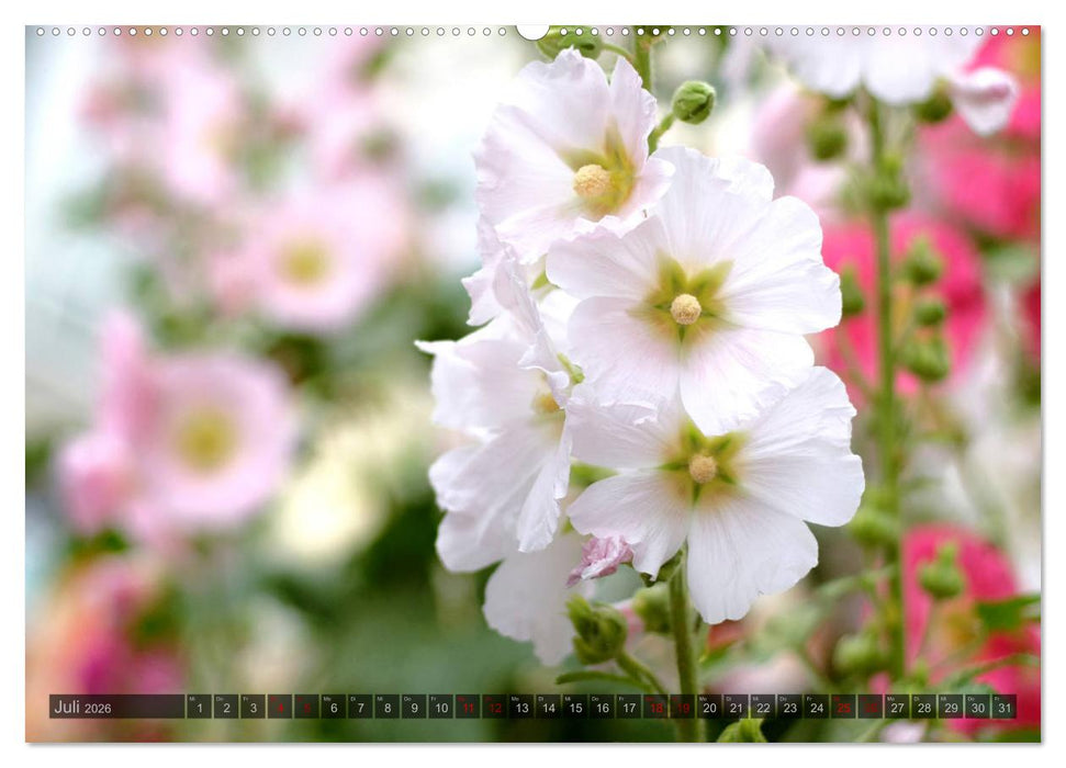 Stockrosen - Traumhafte Schönheiten (CALVENDO Premium Wandkalender 2026)