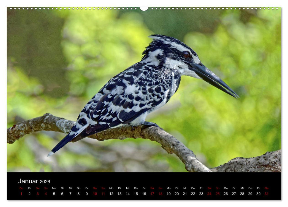Sri Lanka - Tierische Momente (CALVENDO Premium Wandkalender 2026)