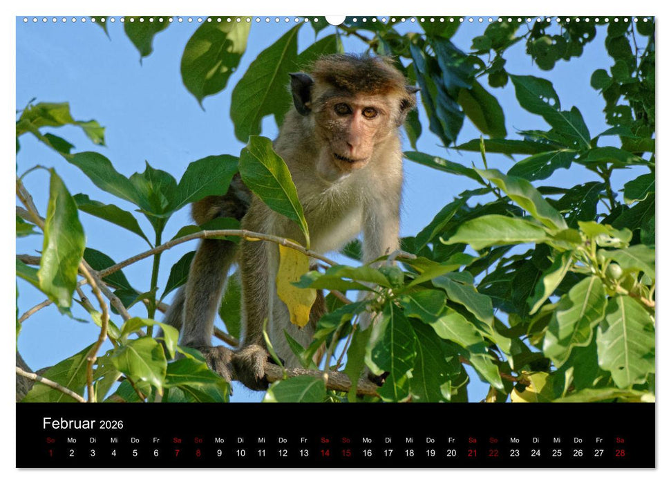 Sri Lanka - Tierische Momente (CALVENDO Premium Wandkalender 2026)