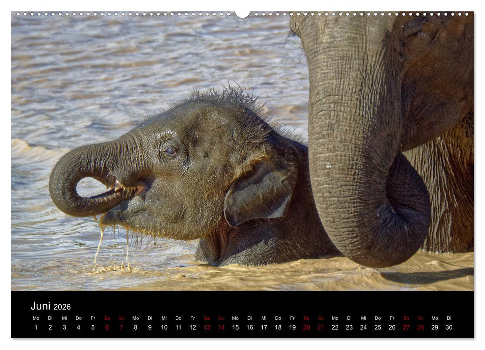 Sri Lanka - Tierische Momente (CALVENDO Premium Wandkalender 2026)