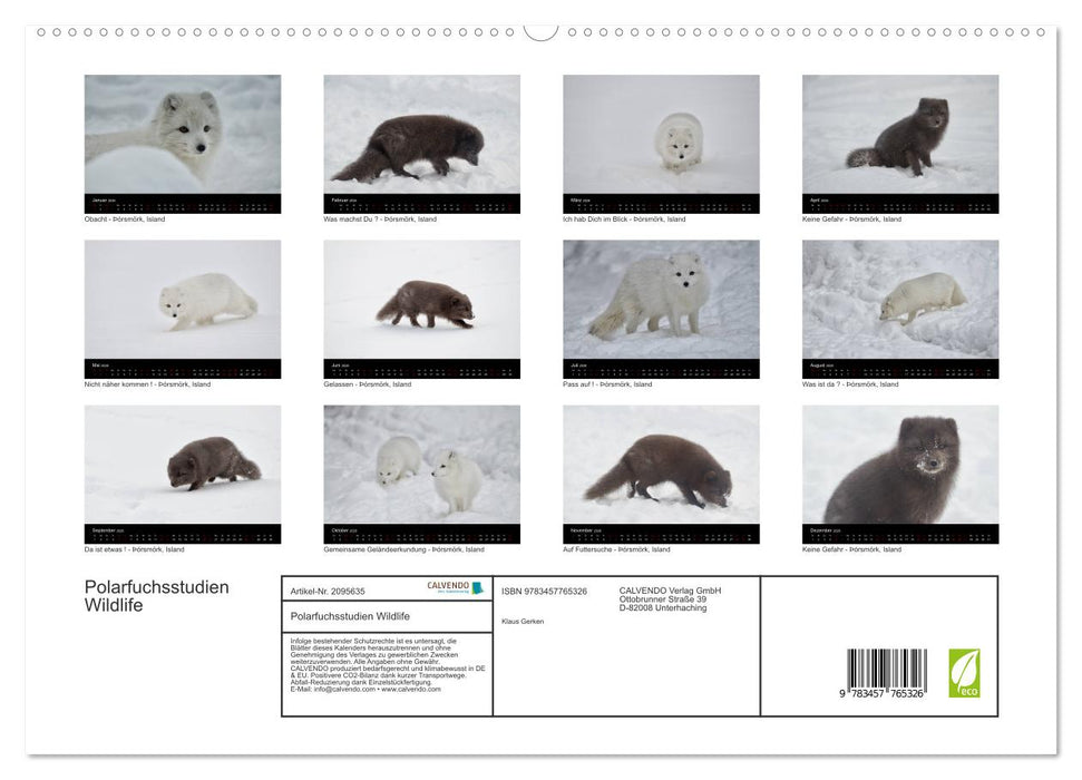Polarfuchsstudien Wildlife (CALVENDO Premium Wandkalender 2026)