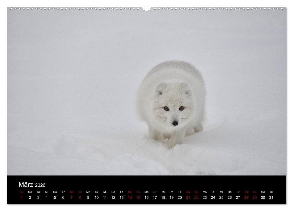 Polarfuchsstudien Wildlife (CALVENDO Premium Wandkalender 2026)