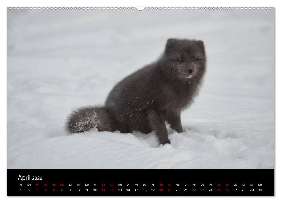 Polarfuchsstudien Wildlife (CALVENDO Premium Wandkalender 2026)