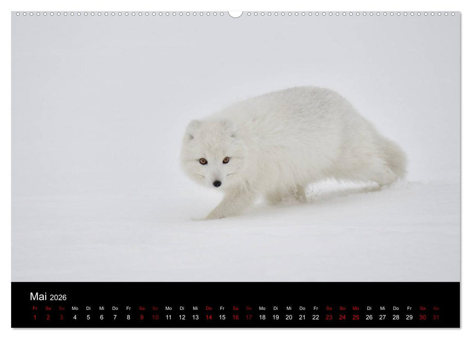 Polarfuchsstudien Wildlife (CALVENDO Premium Wandkalender 2026)