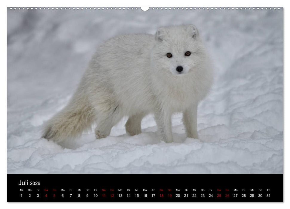 Polarfuchsstudien Wildlife (CALVENDO Premium Wandkalender 2026)