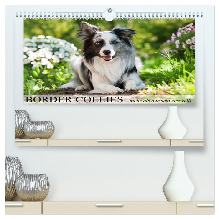 Border Collies - nicht nur schwarzweiß (CALVENDO Premium Wandkalender 2026)
