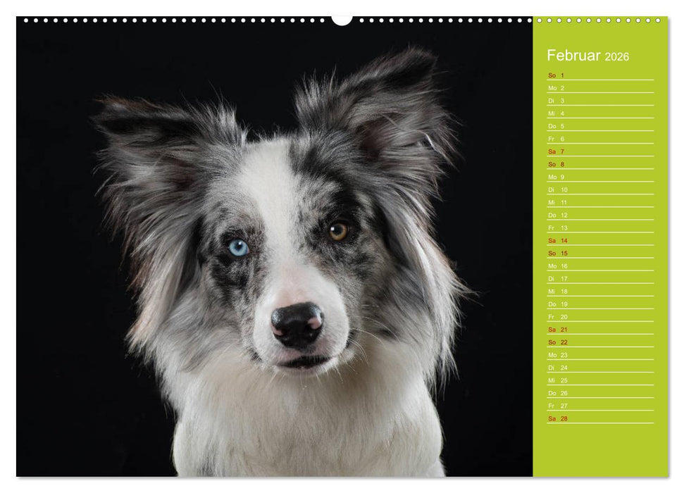 Border Collies - nicht nur schwarzweiß (CALVENDO Premium Wandkalender 2026)