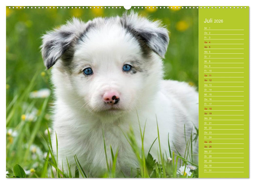 Border Collies - nicht nur schwarzweiß (CALVENDO Premium Wandkalender 2026)