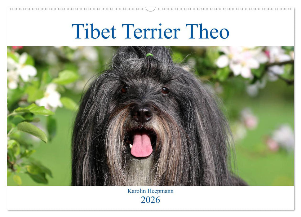 Tibet Terrier Theo (CALVENDO Wandkalender 2026)