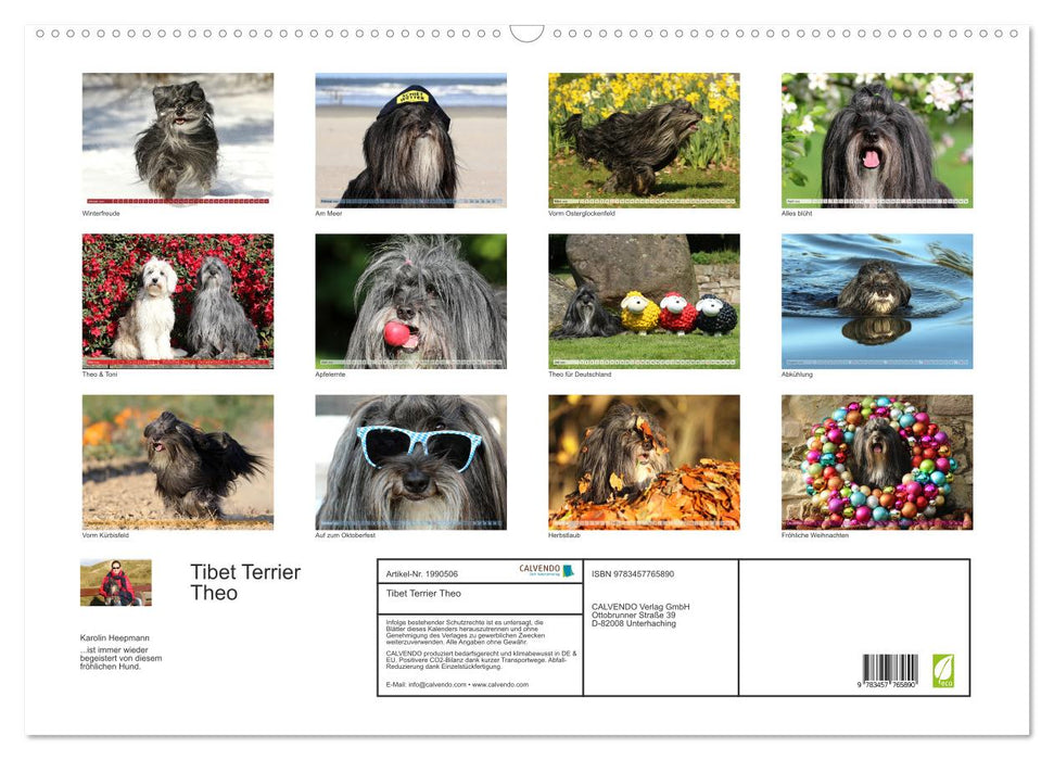 Tibet Terrier Theo (CALVENDO Wandkalender 2026)
