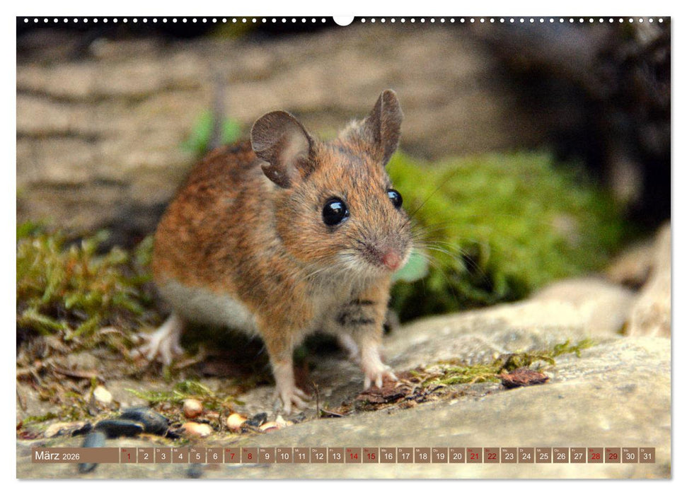 Grüsse von der Maus! (CALVENDO Premium Wandkalender 2026)