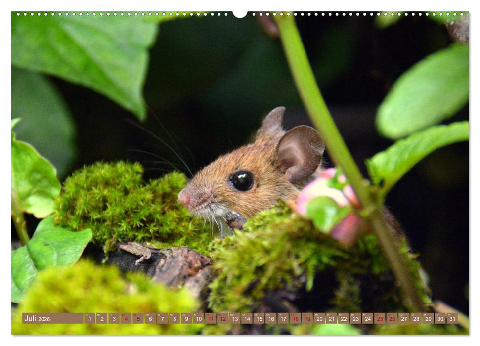 Grüsse von der Maus! (CALVENDO Premium Wandkalender 2026)