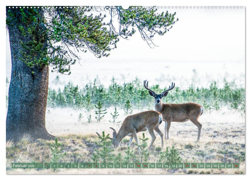 Atemberaubendes Amerika - Die schönsten Nationalparks im Westen der USA (CALVENDO Premium Wandkalender 2026)