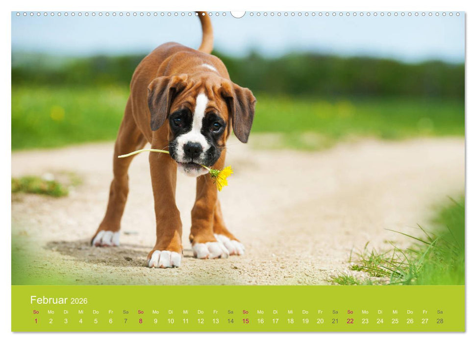 Welpen im Frühling (CALVENDO Premium Wandkalender 2026)