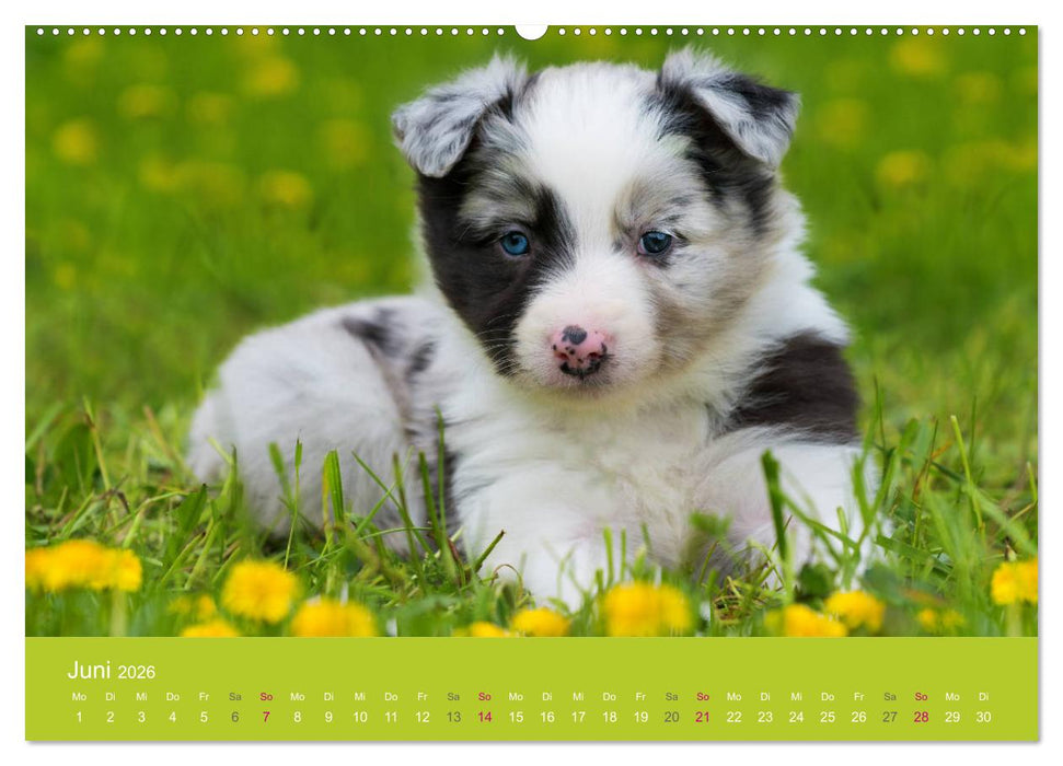 Welpen im Frühling (CALVENDO Premium Wandkalender 2026)