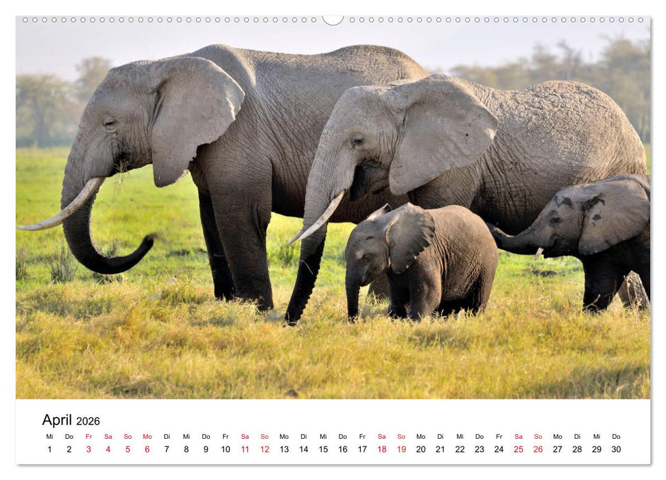 Elefanten Afrikas (CALVENDO Premium Wandkalender 2026)