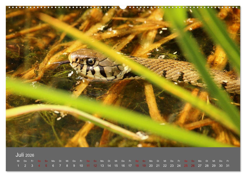 Wahner Heide - Aussichten und Begegnungen (CALVENDO Premium Wandkalender 2026)