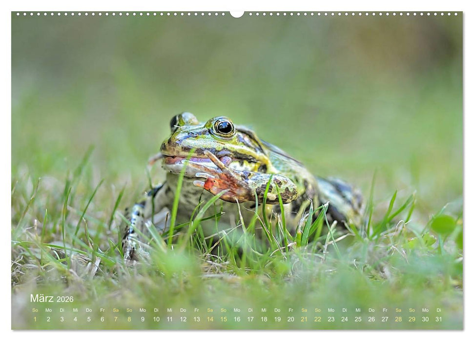 Frösche zum Verlieben (CALVENDO Premium Wandkalender 2026)