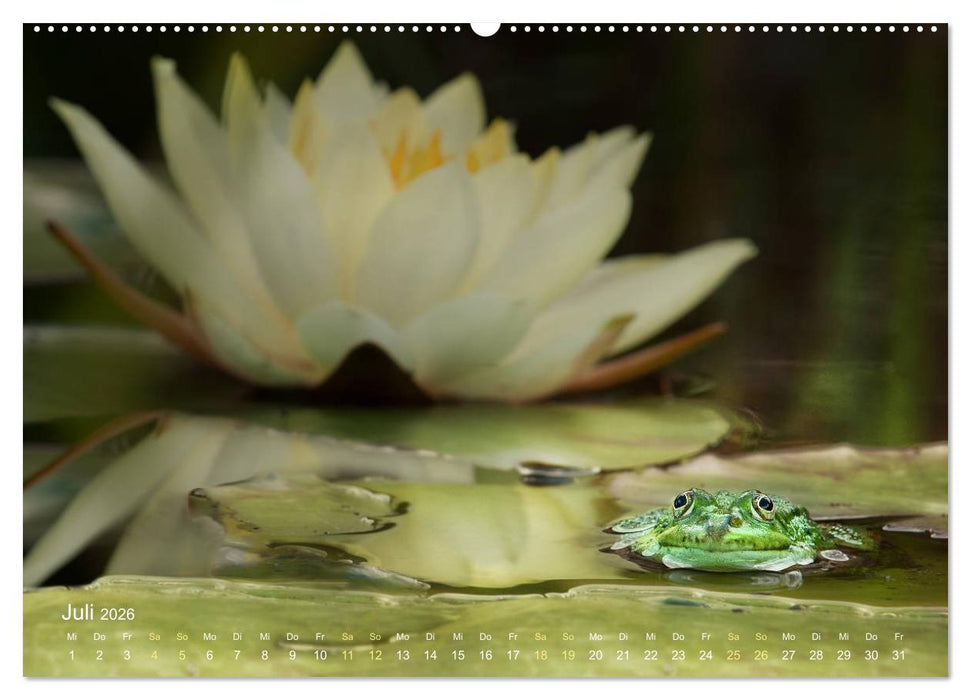 Frösche zum Verlieben (CALVENDO Premium Wandkalender 2026)
