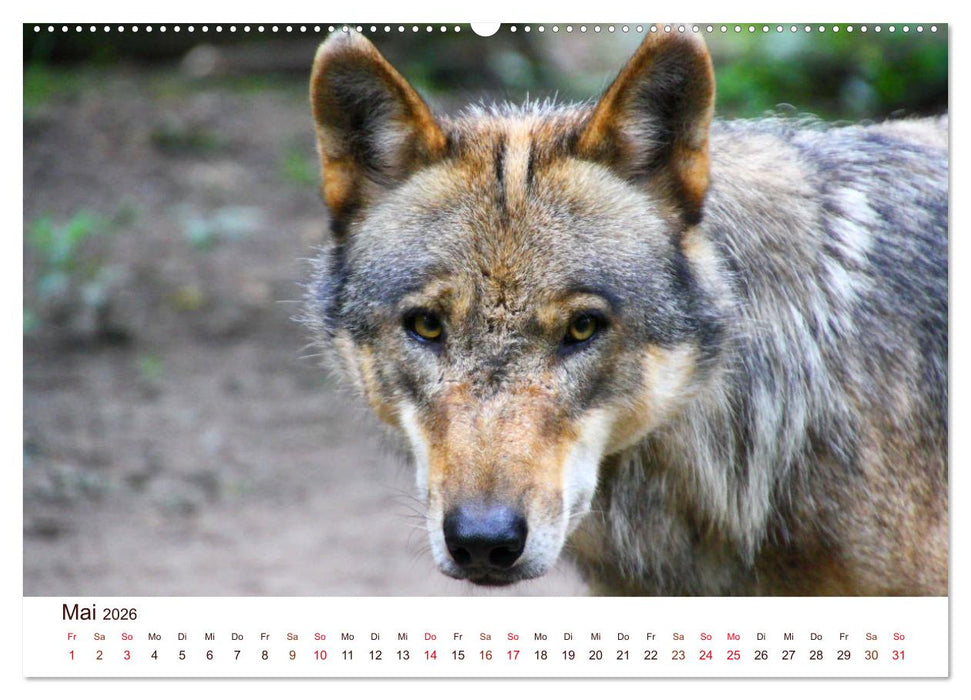 Wölfe 2026. Tierische Impressionen (CALVENDO Premium Wandkalender 2026)