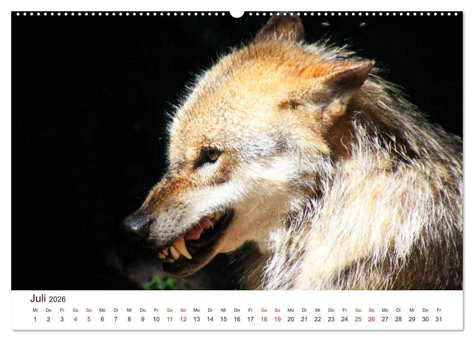 Wölfe 2026. Tierische Impressionen (CALVENDO Premium Wandkalender 2026)