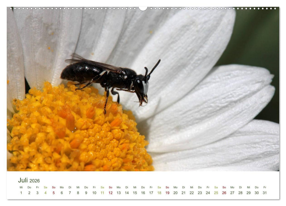 Wildbienen im Garten (CALVENDO Premium Wandkalender 2026)