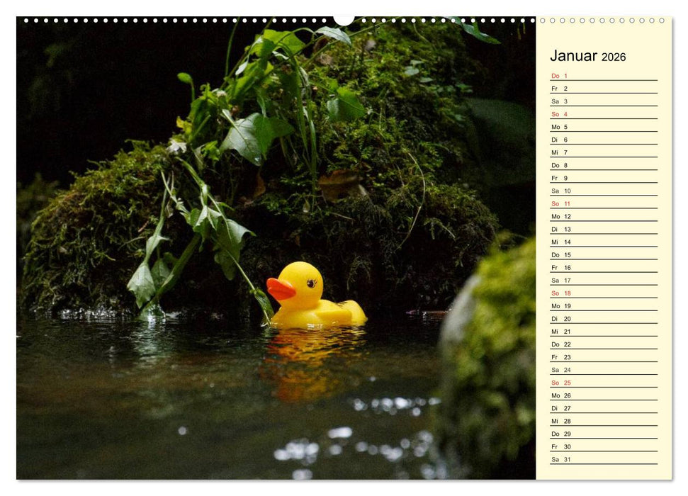 Enten-Rennen (CALVENDO Premium Wandkalender 2026)