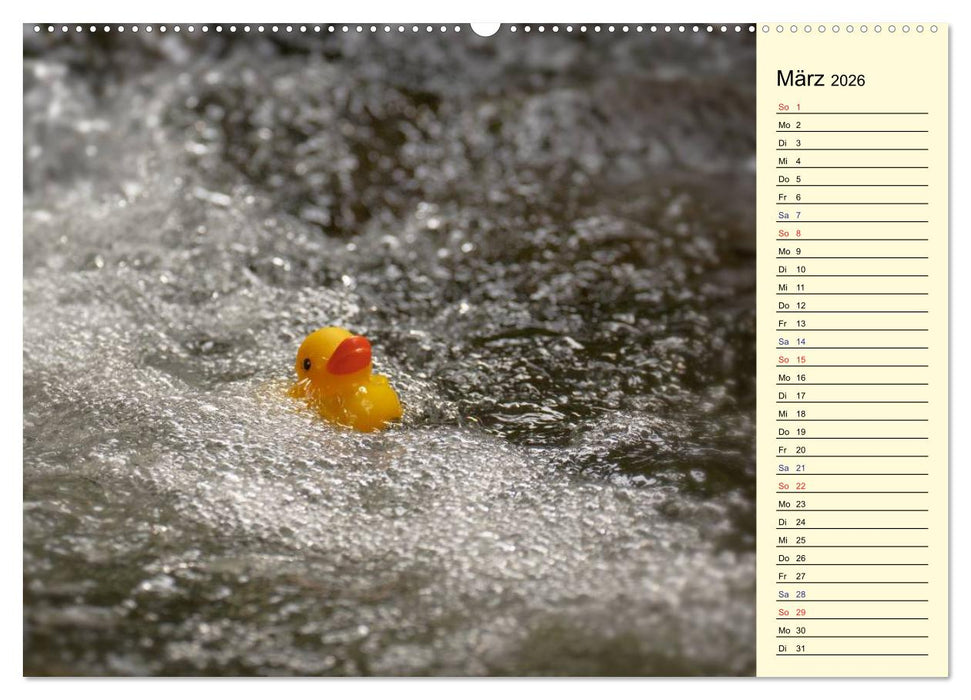 Enten-Rennen (CALVENDO Premium Wandkalender 2026)