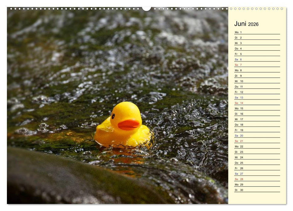 Enten-Rennen (CALVENDO Premium Wandkalender 2026)