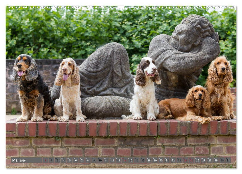 English Cocker Spaniels - Ein Spaziergang im Park (CALVENDO Premium Wandkalender 2026)
