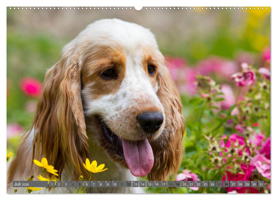 English Cocker Spaniels - Ein Spaziergang im Park (CALVENDO Premium Wandkalender 2026)