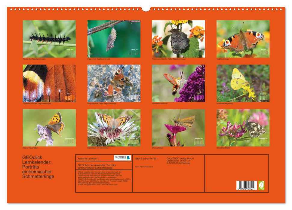 GEOclick Lernkalender: Porträts einheimischer Schmetterlinge (CALVENDO Wandkalender 2026)