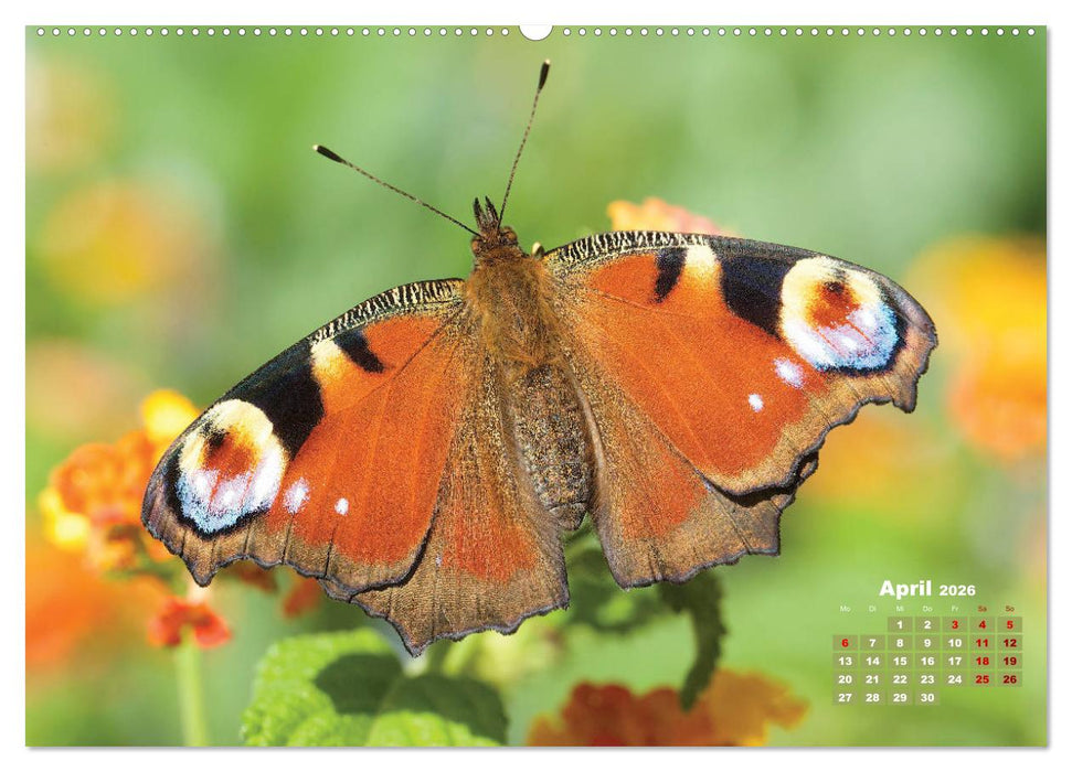 GEOclick Lernkalender: Porträts einheimischer Schmetterlinge (CALVENDO Wandkalender 2026)