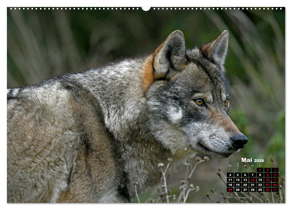 Willkommen Wolf (CALVENDO Premium Wandkalender 2026)