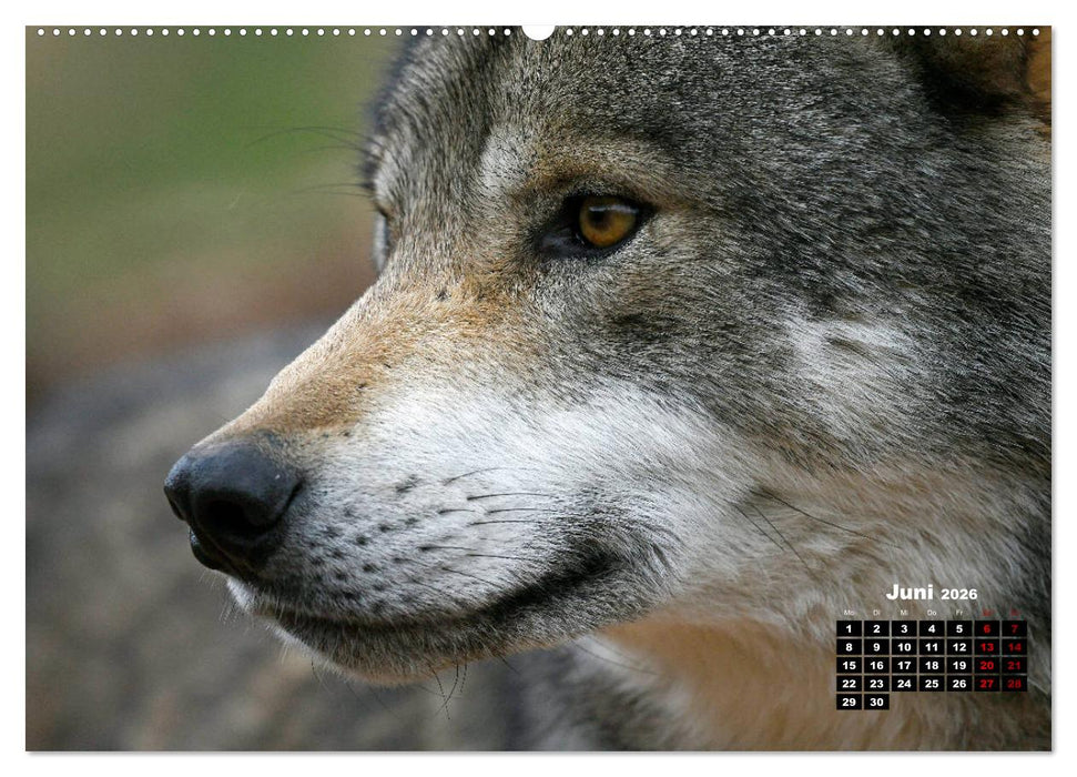 Willkommen Wolf (CALVENDO Premium Wandkalender 2026)