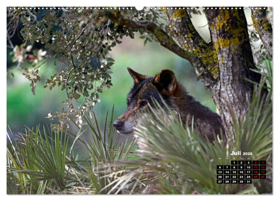 Willkommen Wolf (CALVENDO Premium Wandkalender 2026)