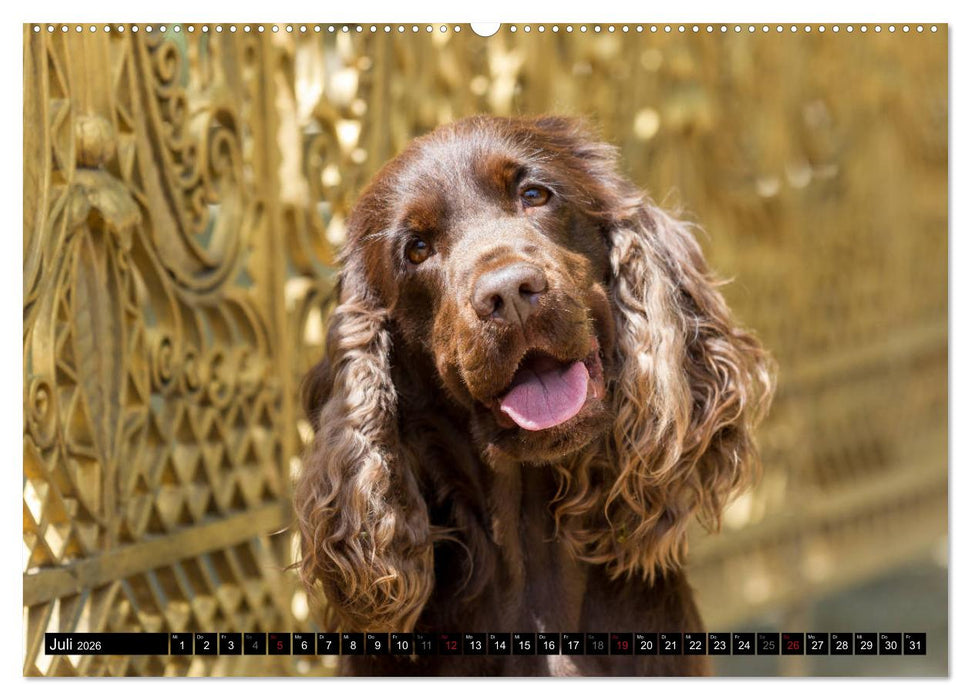 English Cocker Spaniel - Fröhliche Gesellen (CALVENDO Premium Wandkalender 2026)