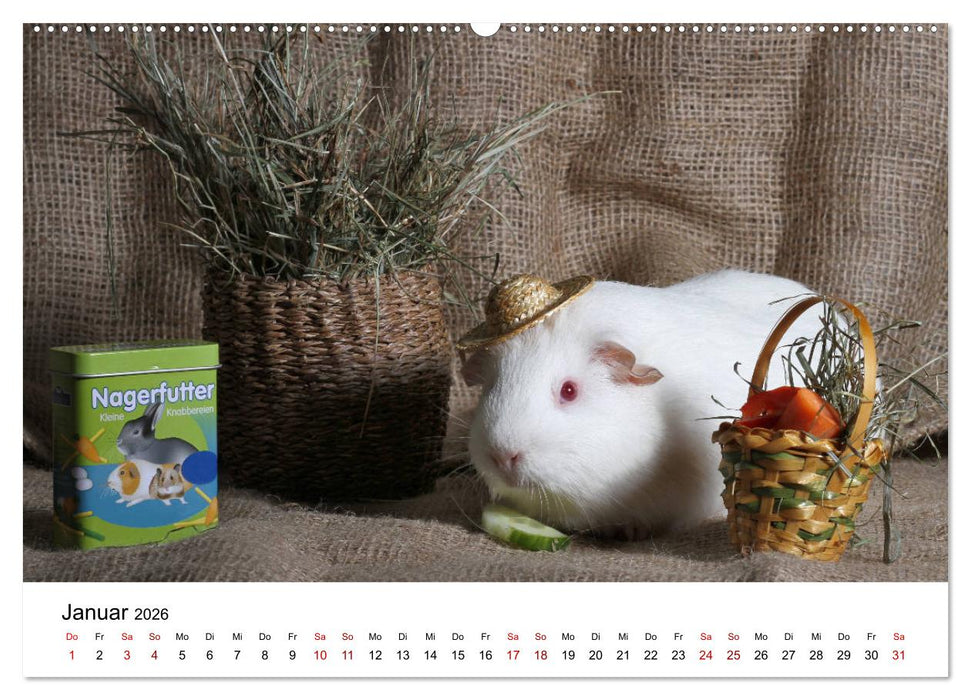 Unsere Meerschweinchen (CALVENDO Premium Wandkalender 2026)