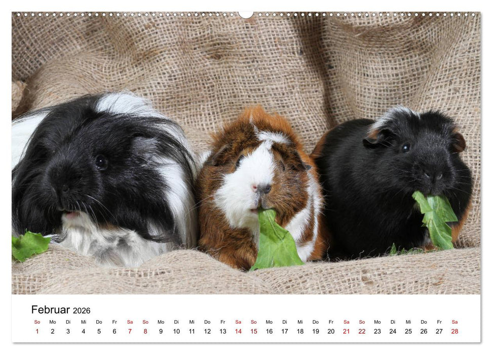 Unsere Meerschweinchen (CALVENDO Premium Wandkalender 2026)