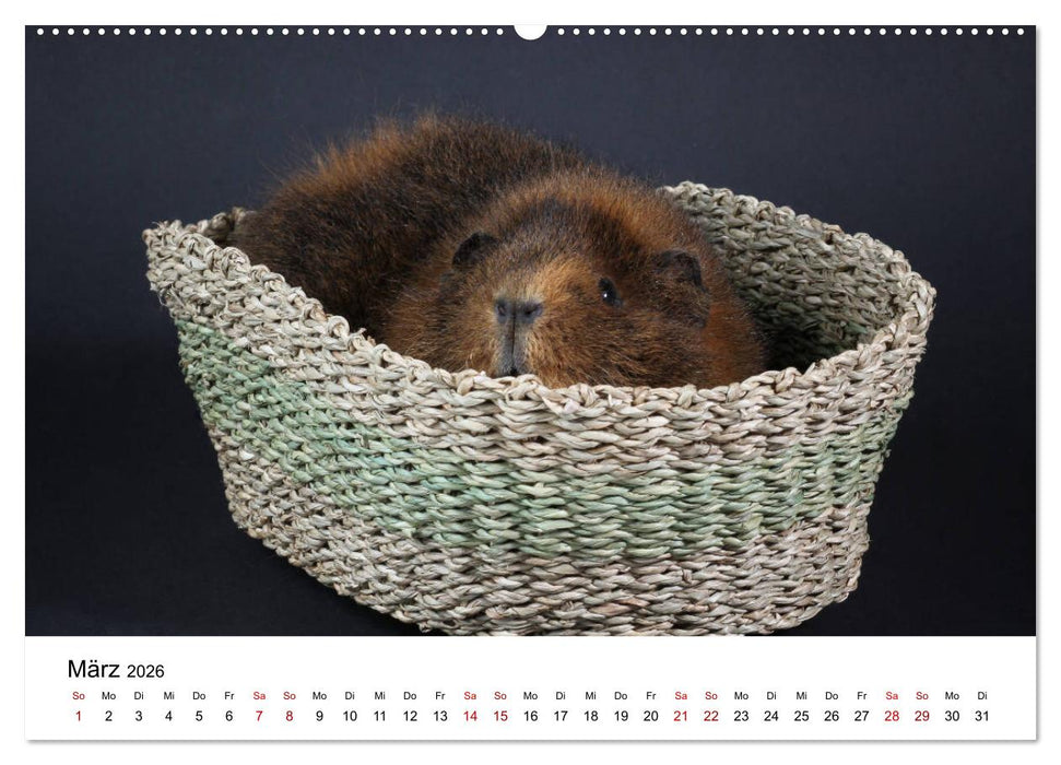 Unsere Meerschweinchen (CALVENDO Premium Wandkalender 2026)