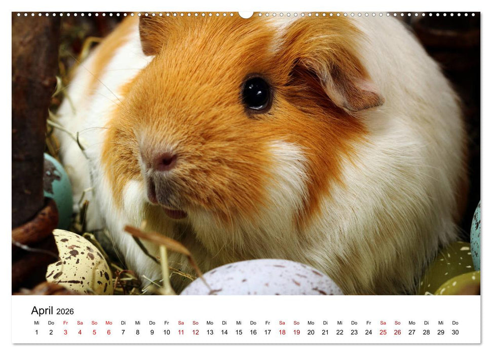 Unsere Meerschweinchen (CALVENDO Premium Wandkalender 2026)