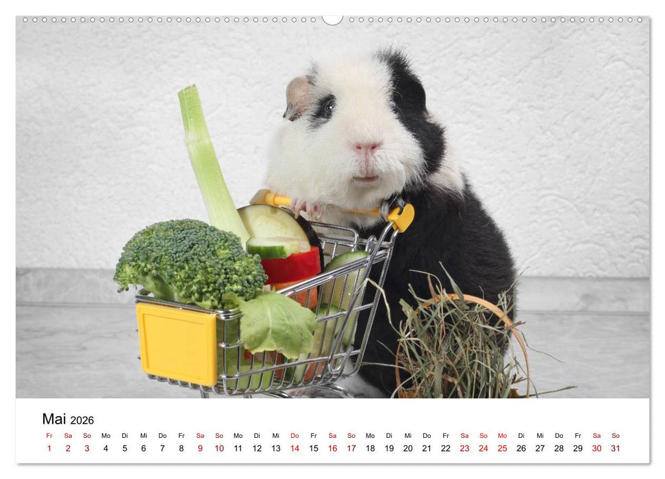 Unsere Meerschweinchen (CALVENDO Premium Wandkalender 2026)