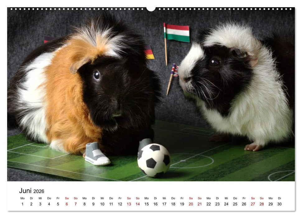 Unsere Meerschweinchen (CALVENDO Premium Wandkalender 2026)