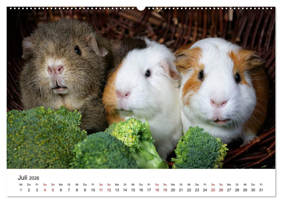 Unsere Meerschweinchen (CALVENDO Premium Wandkalender 2026)